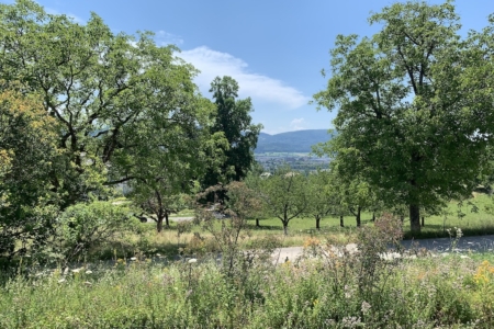 Ausblick30-6-2025 Kopie